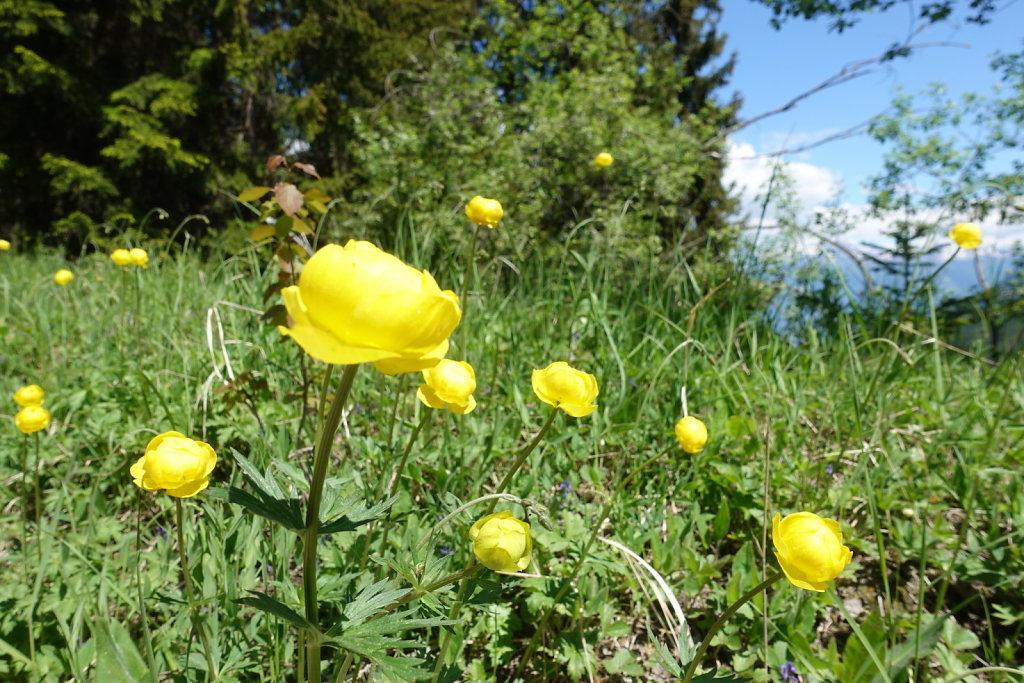 Mayens de Réchy, Alpage de Bouzerou (31.05.2020)