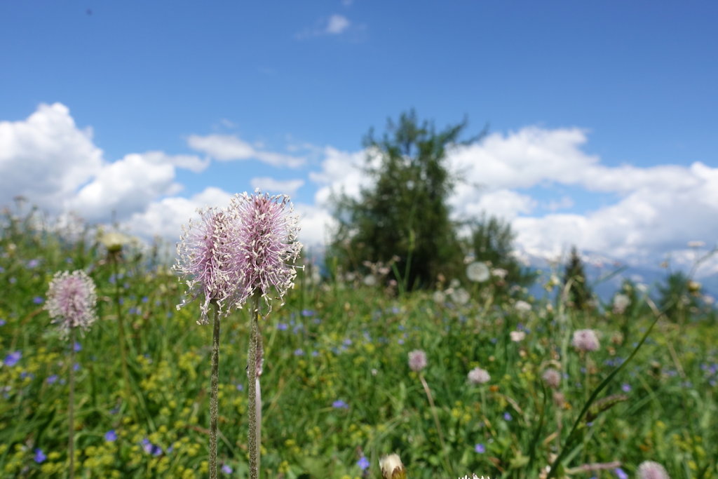 Mayens de Réchy, Alpage de Bouzerou (31.05.2020)