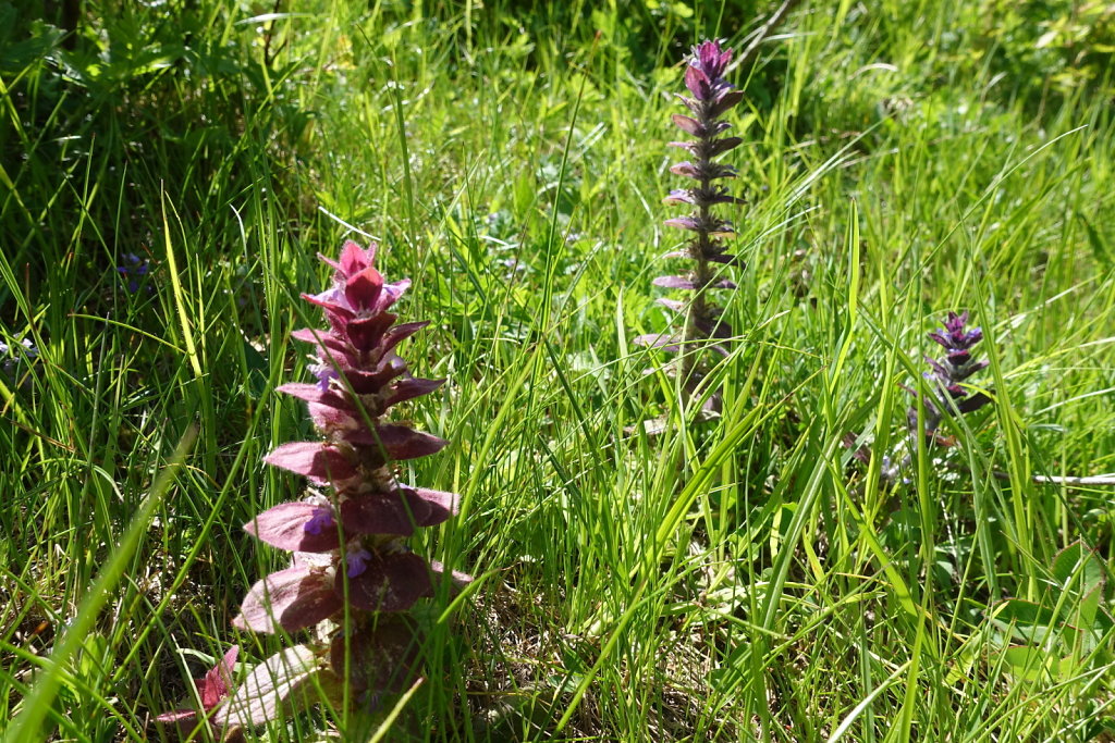 Mayens de Réchy, Alpage de Bouzerou (31.05.2020)