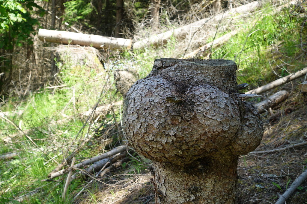 Mayens de Réchy, Alpage de Bouzerou (31.05.2020)