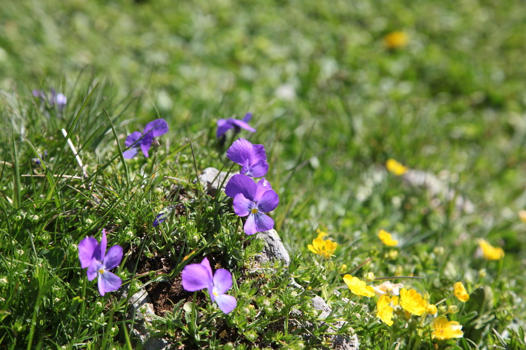 La Gouille, Lac Bleu, La Sage (29.05.2020)
