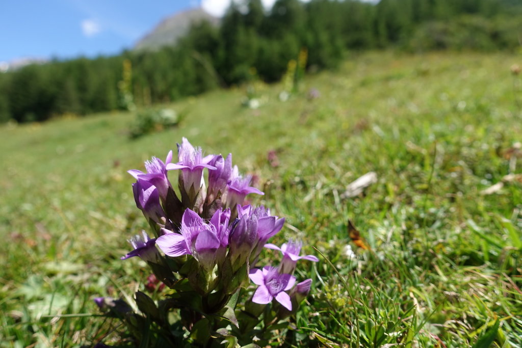 Loèche-les-Bains, Gorges du Dala, Clabinualp, Flüekapelle, Mejingalp, Loèche-les-Bains (19.07.2020)