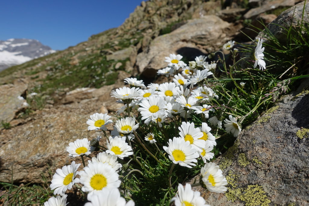 Emosson, Bel Oiseau (31.07.2020)