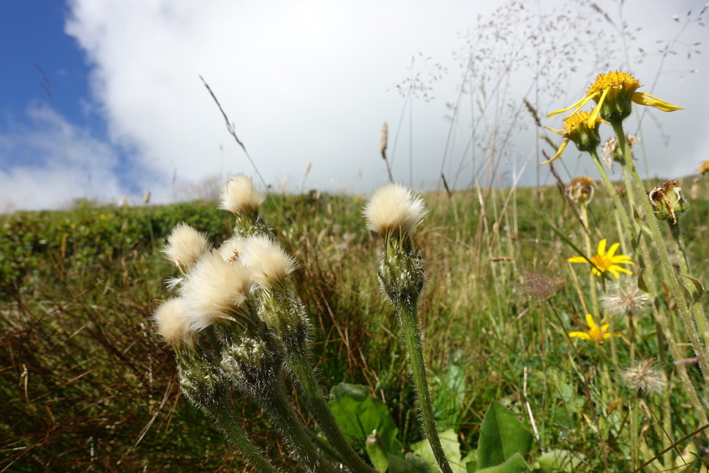 Belalp, Foggenhorn (15.08.2020)