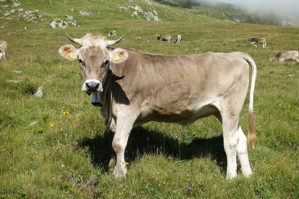 Belalp, Foggenhorn (15.08.2020)