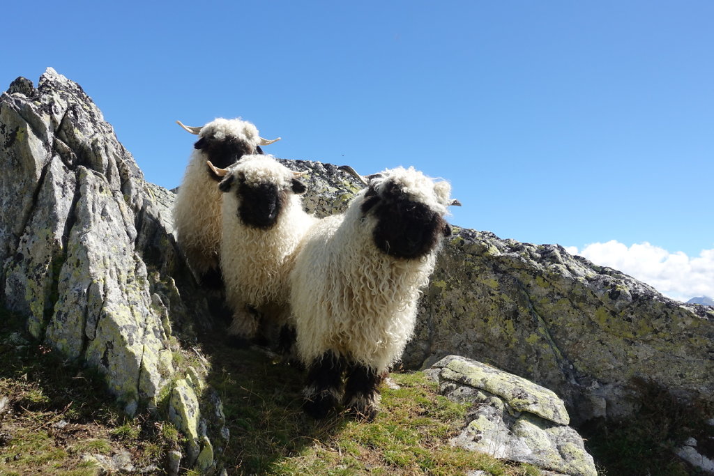 Belalp, Foggenhorn (15.08.2020)