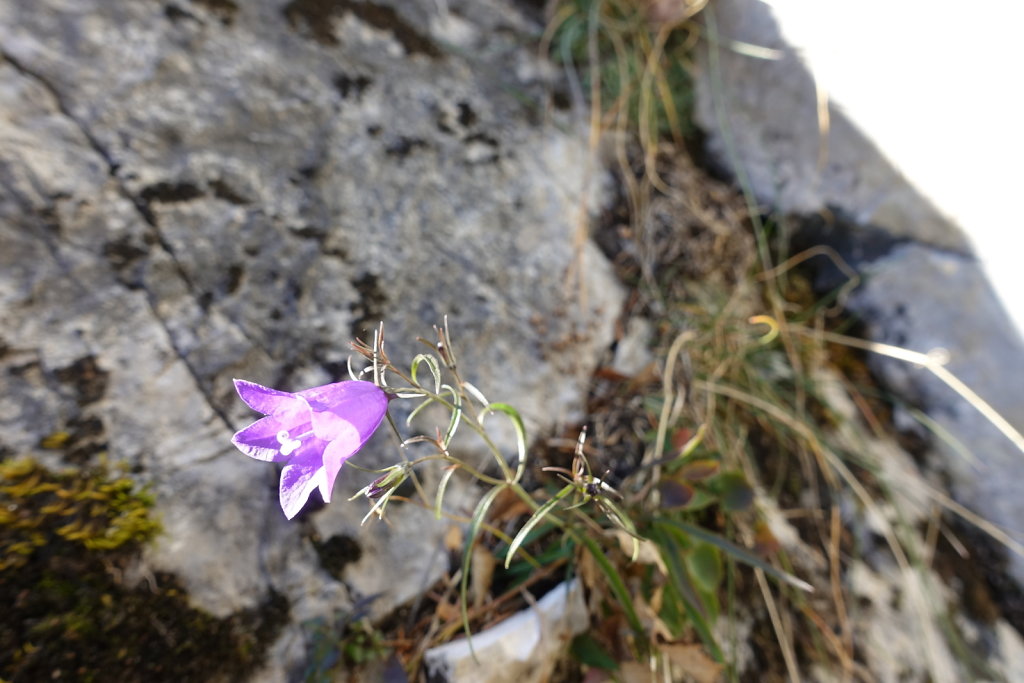 Sonchaux - Rochers de Naye (29.11.2020)