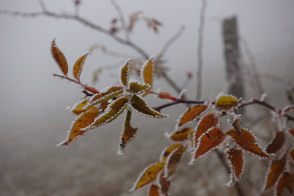 Sonchaux - Rochers de Naye (29.11.2020)