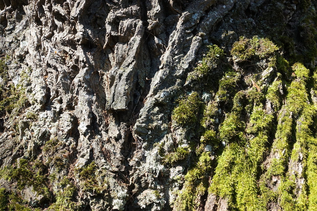 Les Planisses, Bisse du Sillonin, Icogne, Lens, Christ-Roi, Grand Bisse de Lens, Chelin, Bisse du Sillonin