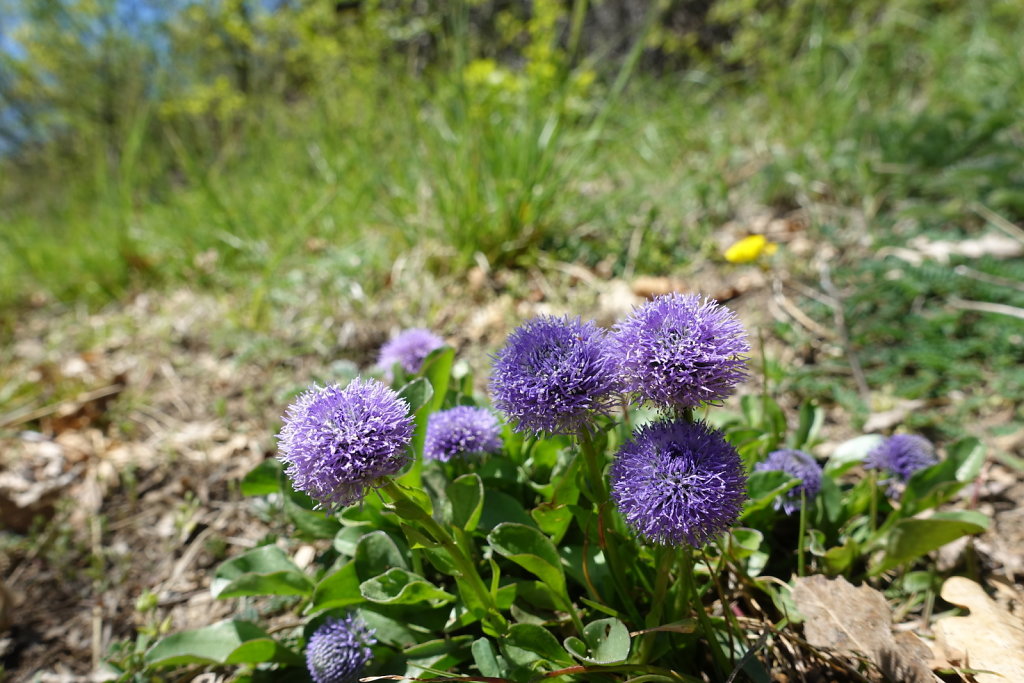 Les Planisses, Bisse du Sillonin, Icogne, Lens, Christ-Roi, Grand Bisse de Lens, Chelin, Bisse du Sillonin (03.05.2021)