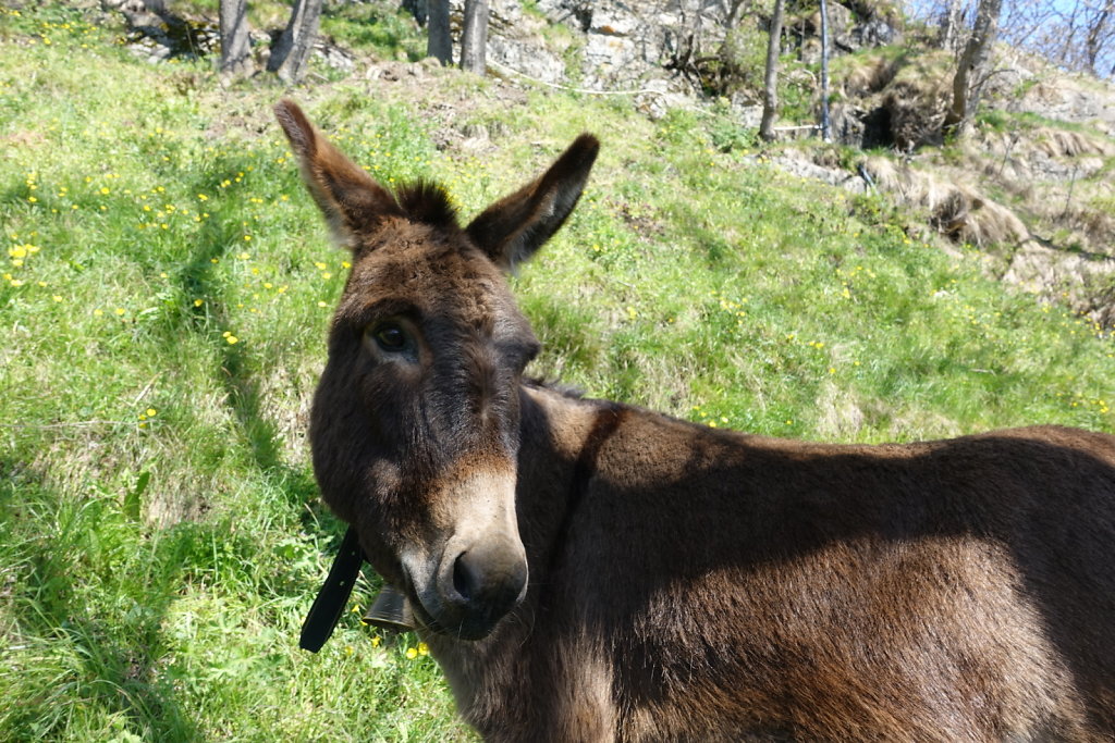 Eggerberg, Lalden, Gstein, Mund, Bobma, Finnu (08.05.2021)