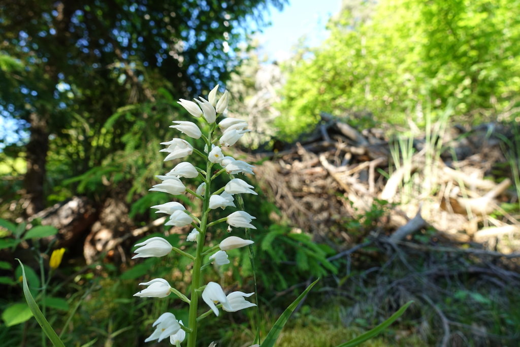 L'Ardève (30.05.2021)