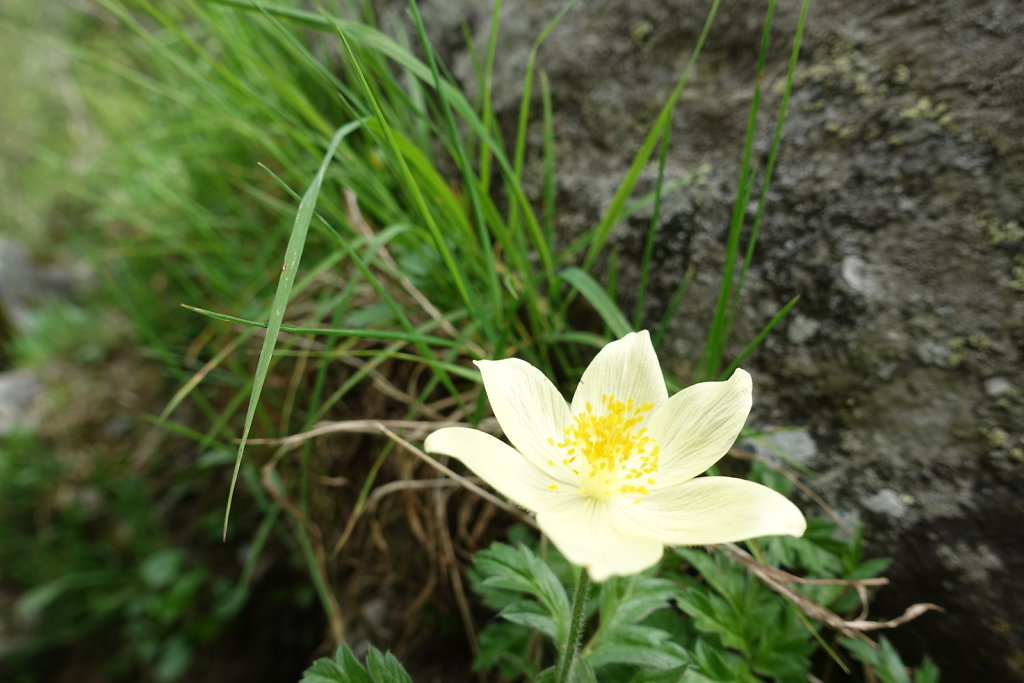 Cabane du Petit Mountet (19.06.2021)