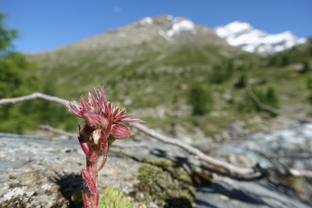 Anenhütte, Lötschental (18.07.2021)