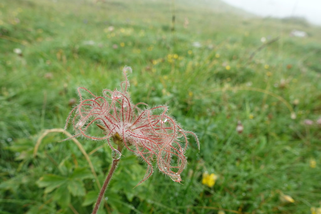 Combe de l'A, Revedin (08.08.2021)