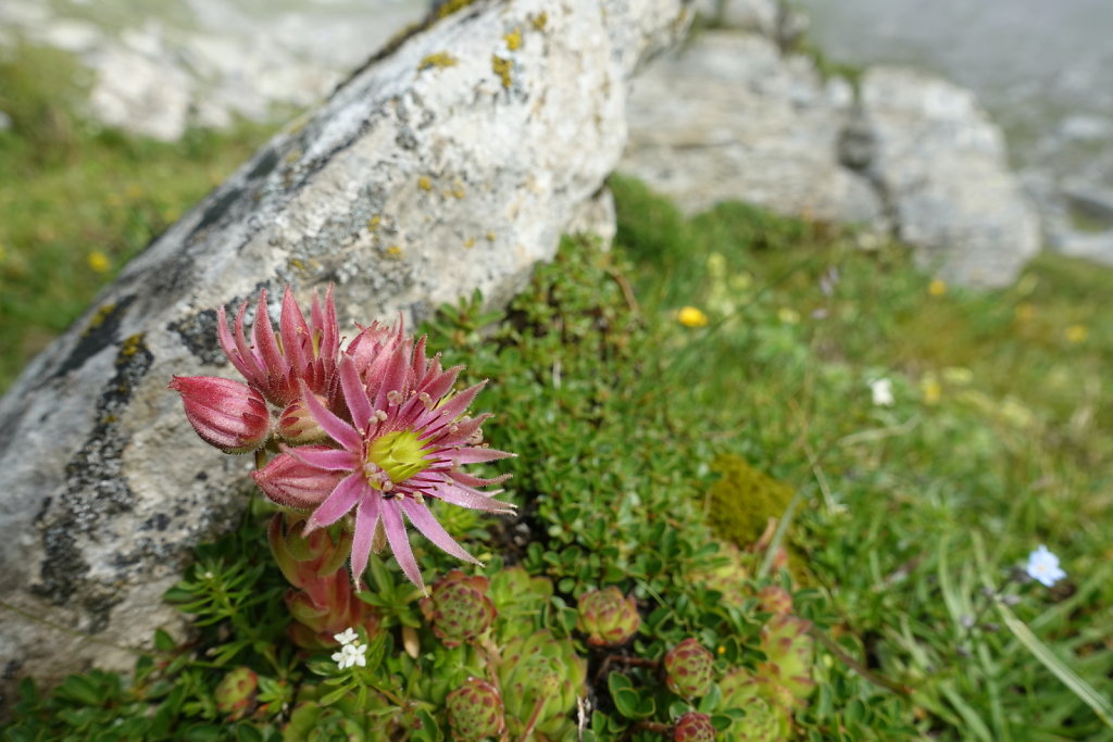 Combe de l'A, Revedin (08.08.2021)