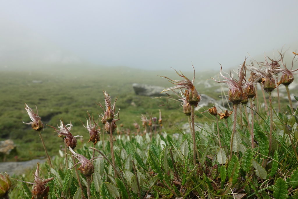 Combe de l'A, Revedin (08.08.2021)