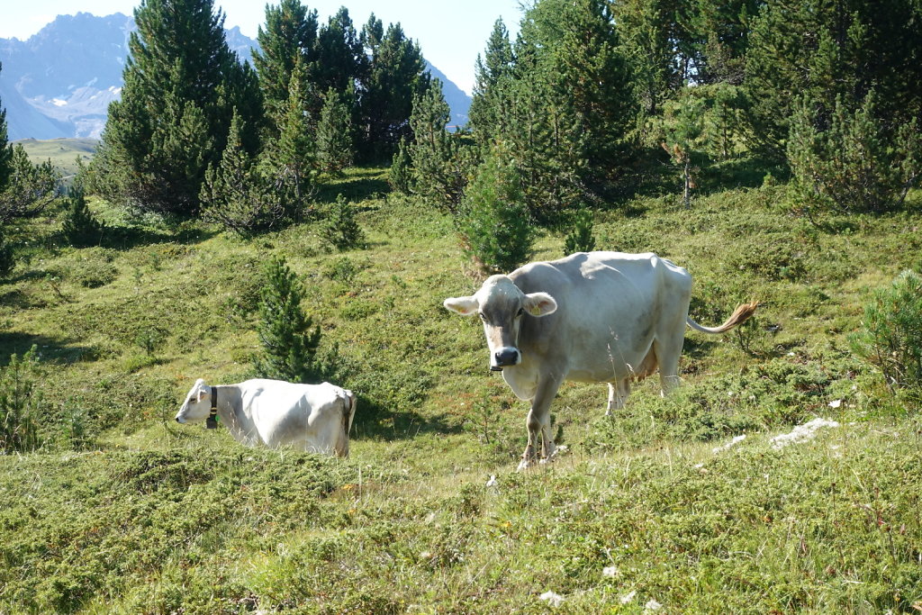 Mont la Schera, Parc National, Grisons (26.08.2021)