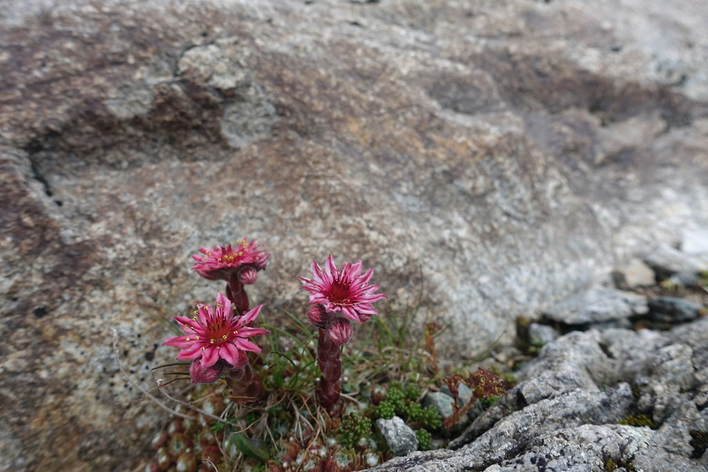 Blauseeli, Lötschental (13.09.2021)