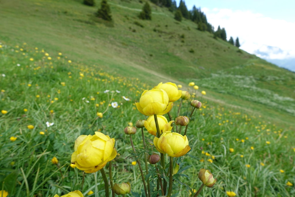 Col de la Croix, Tête de Meilleret, Lac des Chavonnes, Lac de Bretaye (29.05.2022)