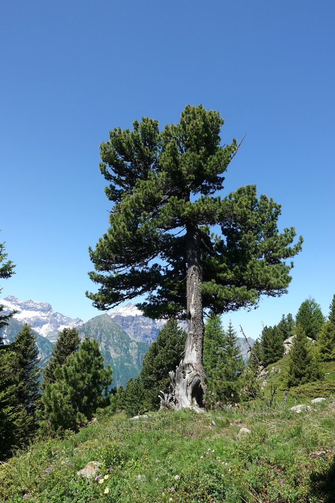 La Giette, Sé Carro, Plan de Ména, Cabane de Scex Carro (11.06.2022)