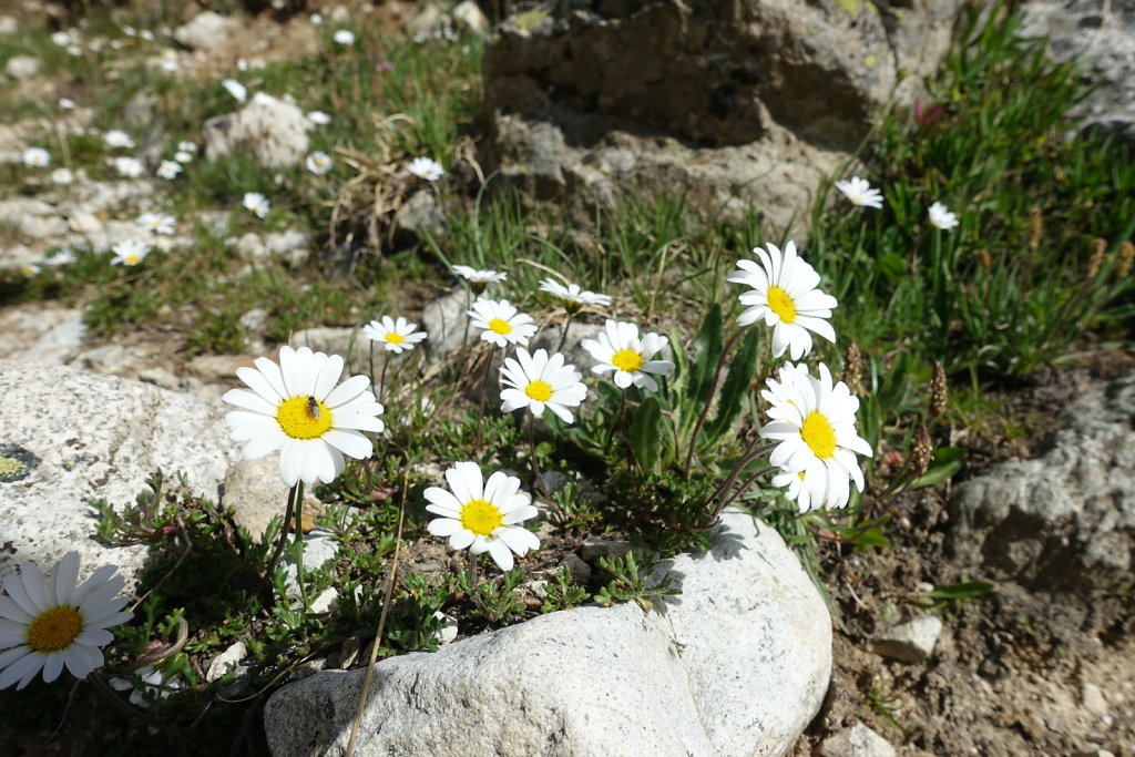 Lauchernalp, Lötschenpasshütte, Kummenalp (18.06.2022)