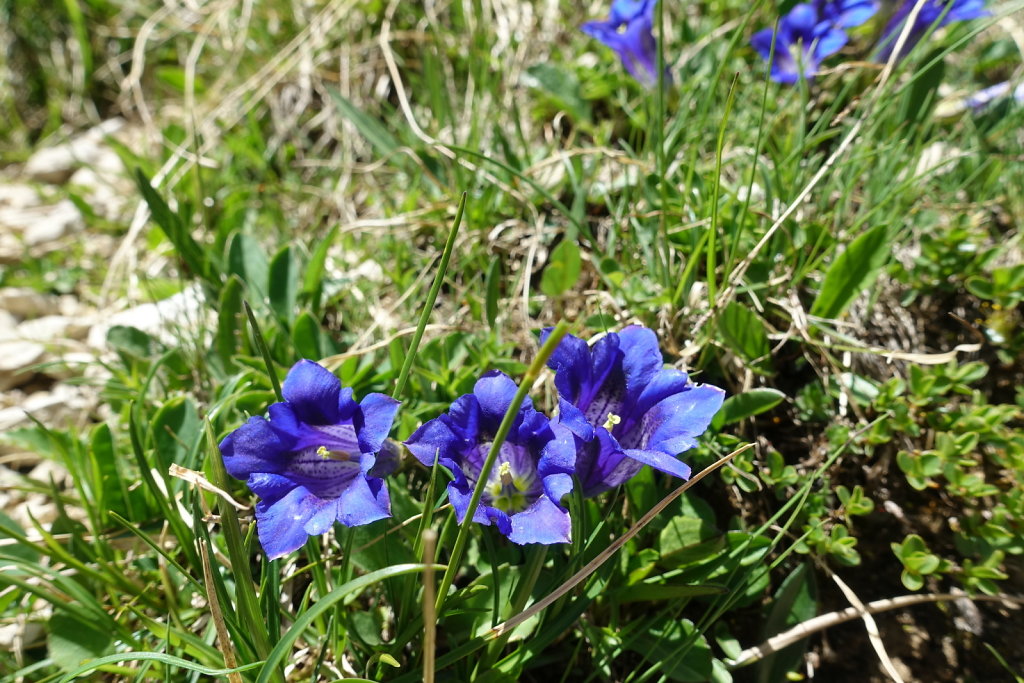 Lauchernalp, Lötschenpasshütte, Kummenalp (18.06.2022)