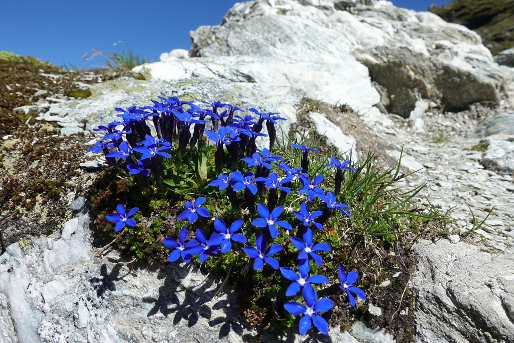 Grande-Dixence, La Barma, Col des Roux, Cabane de Prafleuri (02.07.2022)