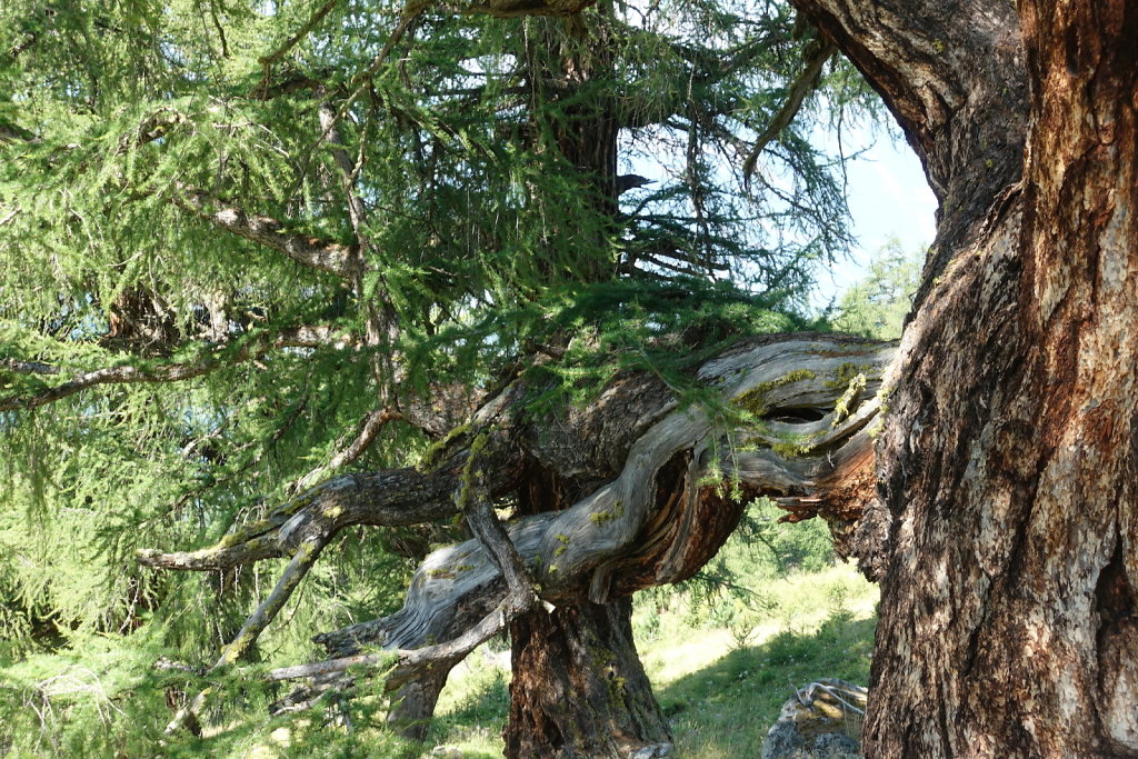 Tracouet, Dent de Nendaz, Pointe de Balavaux, Le Basso, Cabane de Balavaux (24.07.2022)