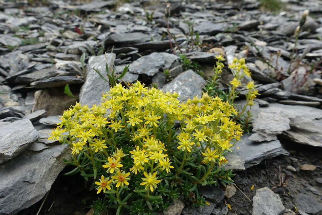 Gemmipass, Lämmerenhütte (30.07.2022)