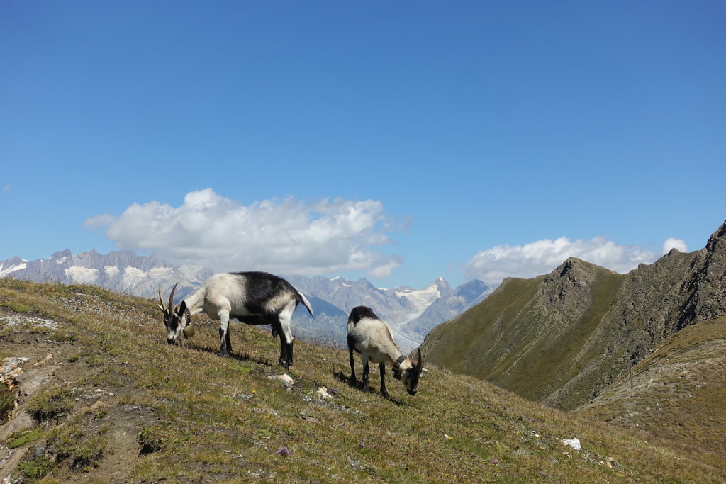 Rosswald, Folluhorn, Fülhorn (01.08.2022)