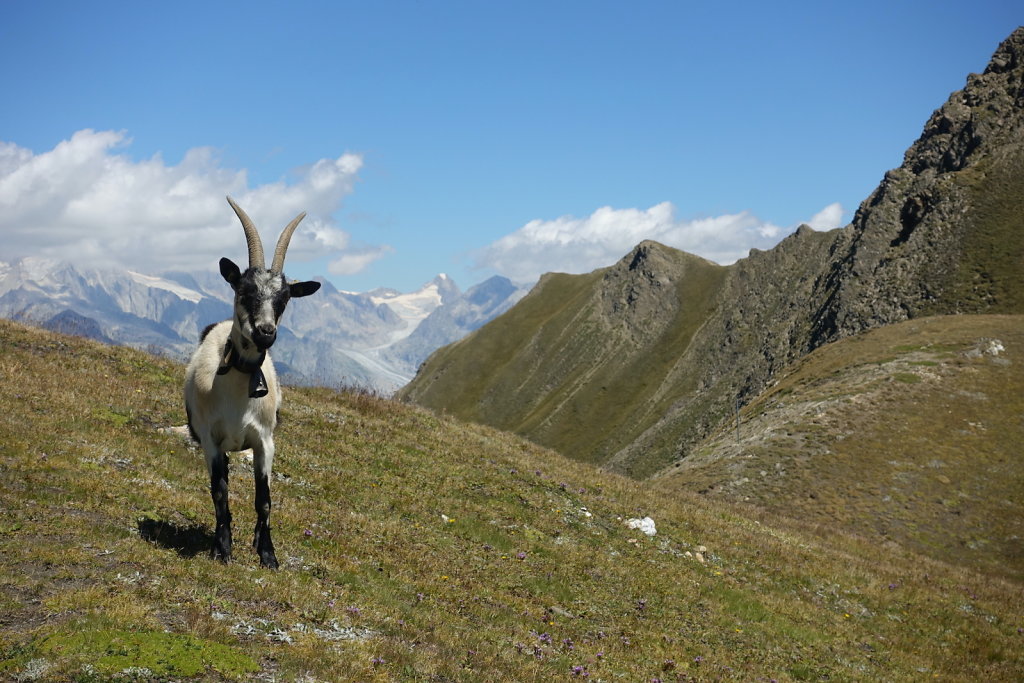 Rosswald, Folluhorn, Fülhorn (01.08.2022)