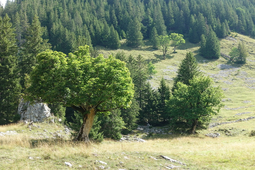 Schwarzsee (22.08.2022)