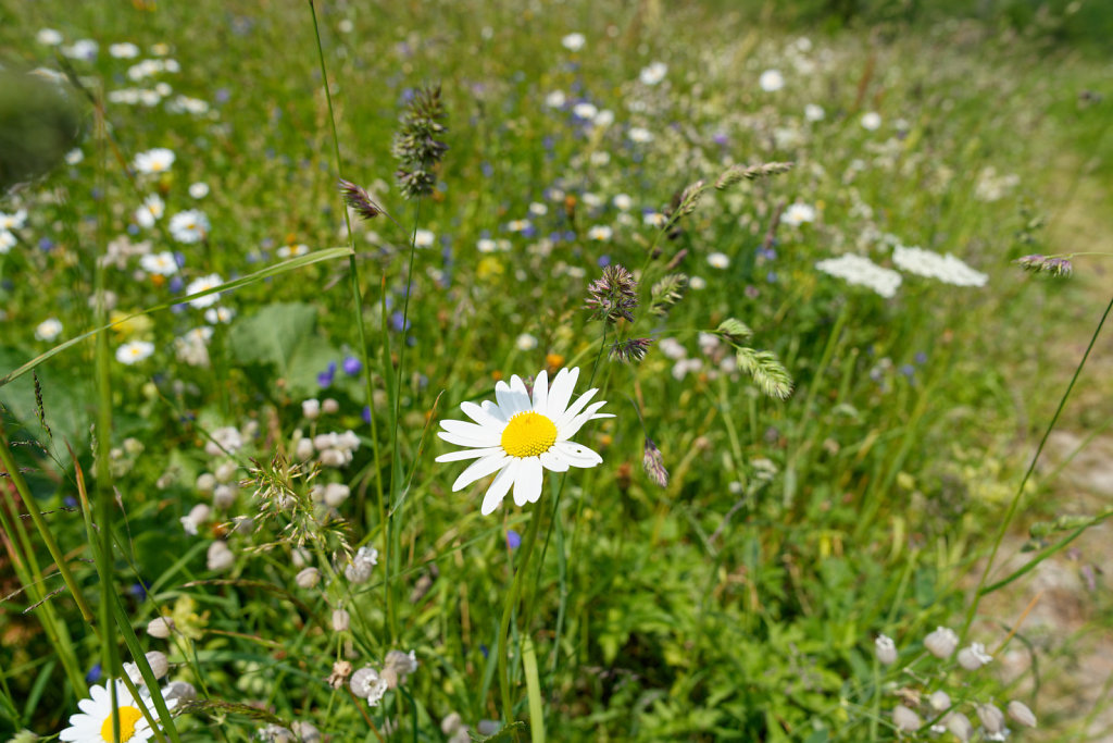 Lötschental (17.06.2023)