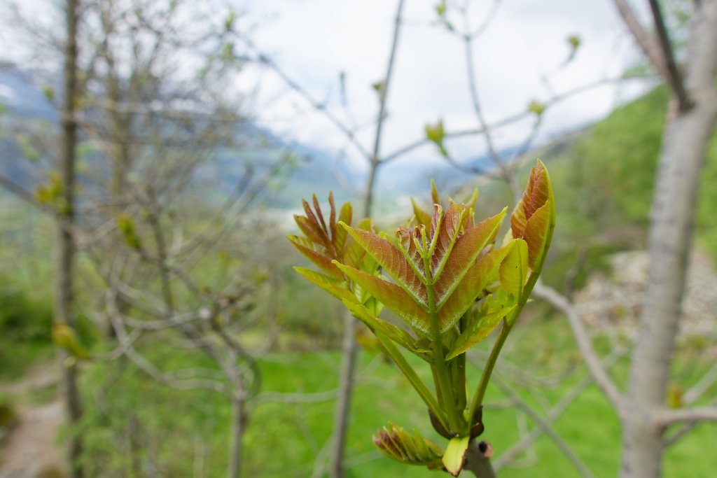 Raron, St-German, Ausserberg (23.04.2024)