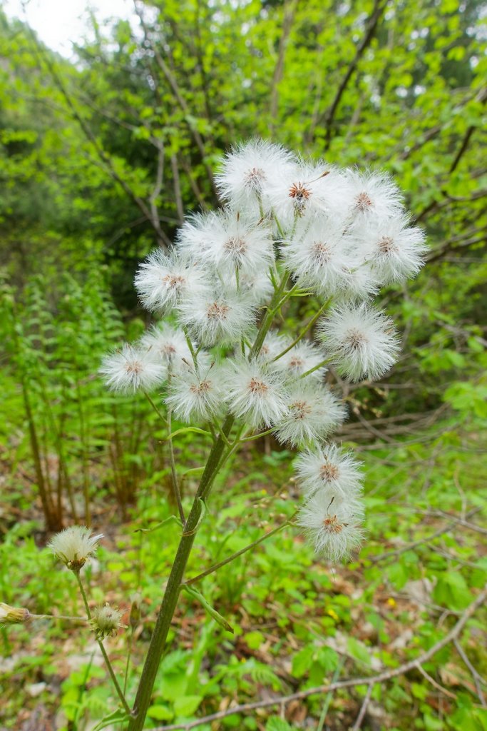 Gorges du Dailley (26.05.2024)