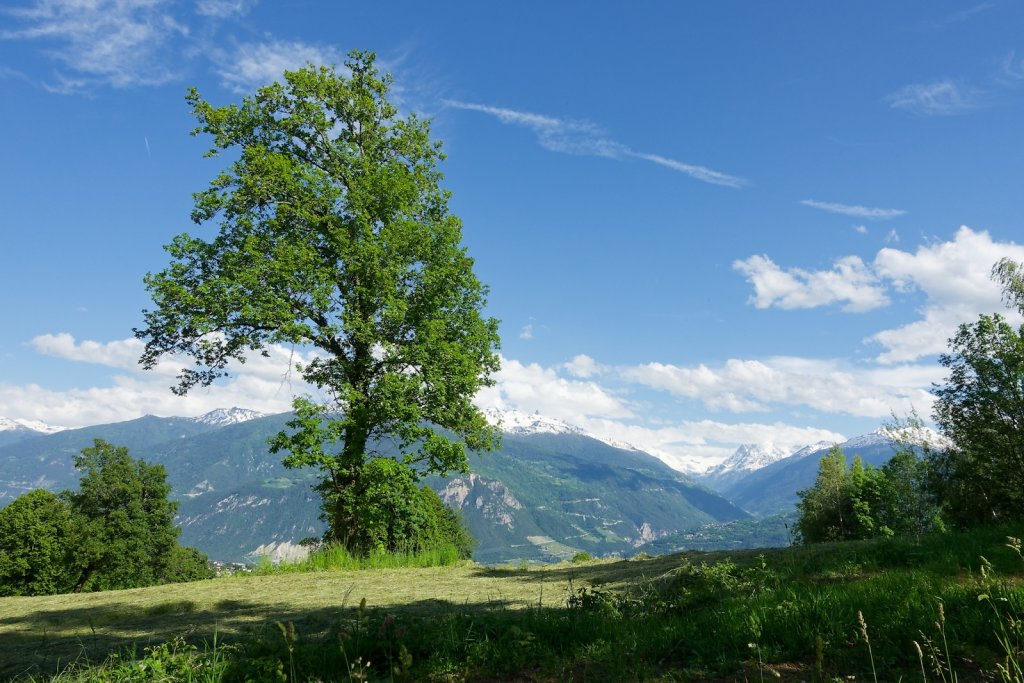 Bisse de Tsanpé et Déjore (05.06.2024)