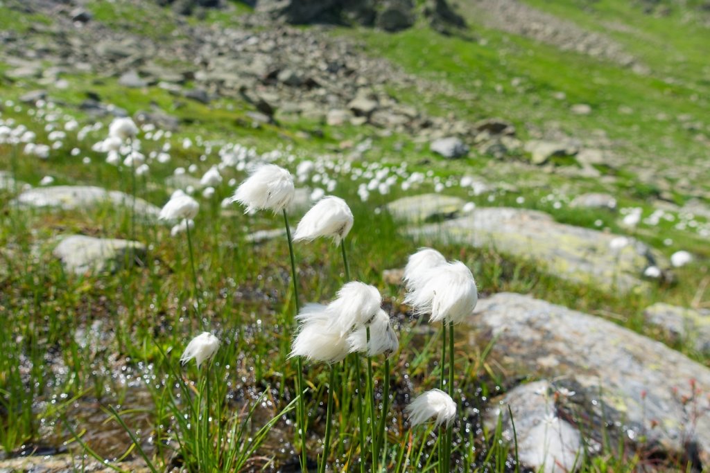 Combe de Barasson (03.08.2024)