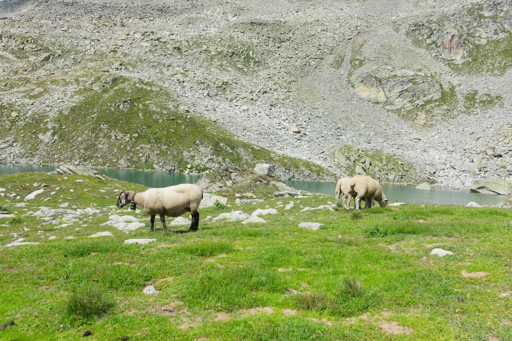 Risihorn, Bellwald (24.08.2024)