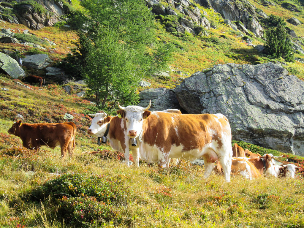 Lauchernalp, Fafleralp (21.09.2024)