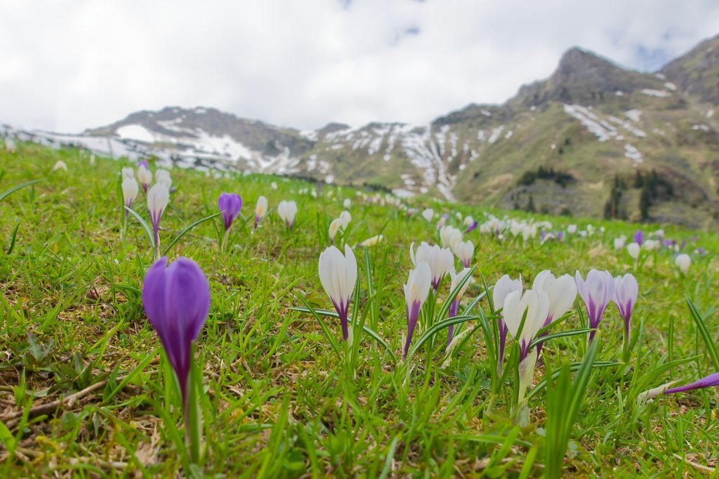 Morgins, Tovassière (10.05.2025)