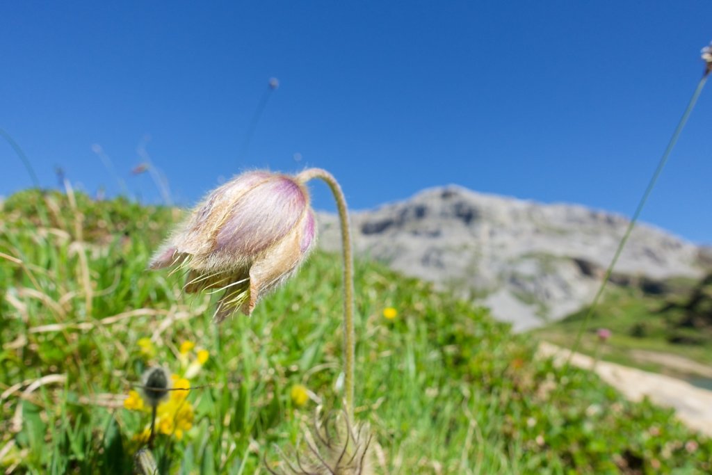 Tseuzier, Plan des Roses (28.06.2025)