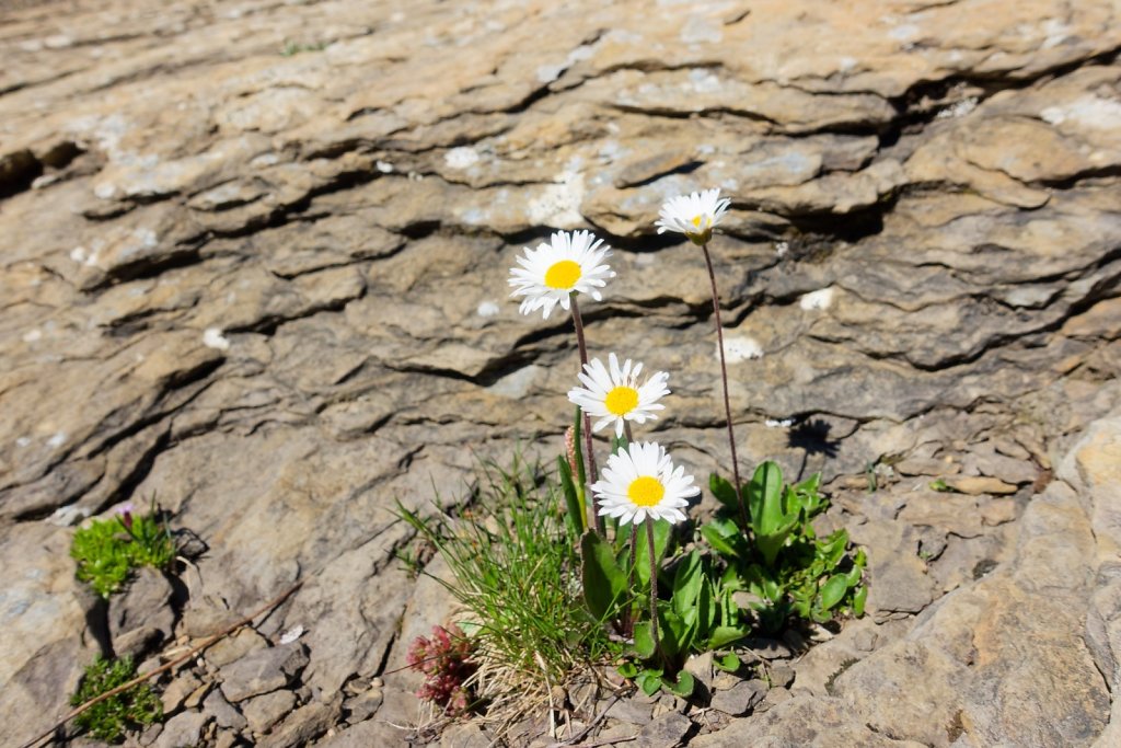 Tseuzier, Plan des Roses (28.06.2025)