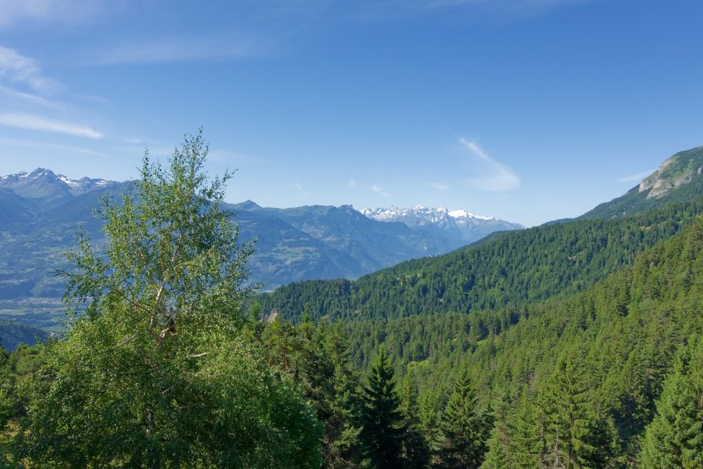 Bisse de la Tsandra (Mayens de Conthey, Mayens de My) (18.07.2025)