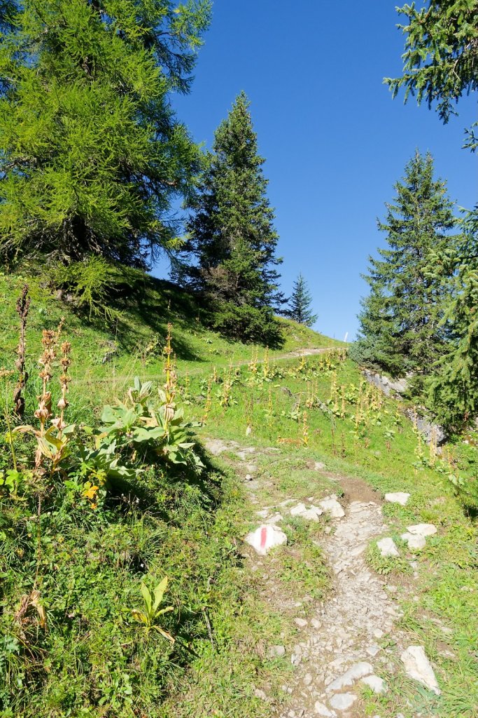 Javerne, Cabane de la Tourche (03.09.2025)